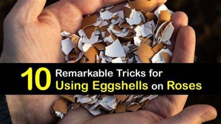 Are eggshells good for roses?