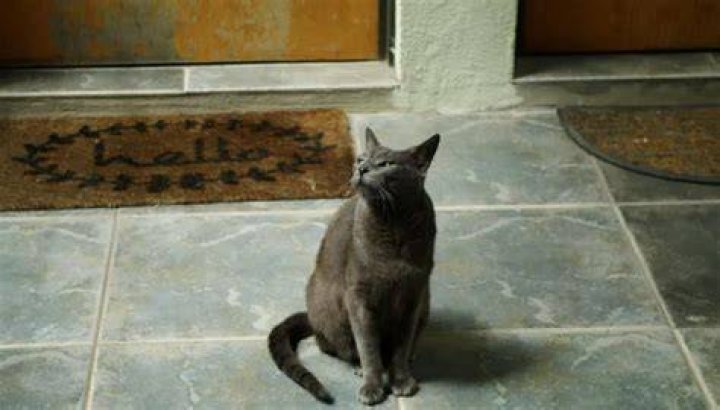 Do cats say hello?