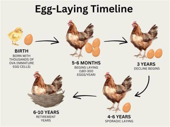 How many eggs does a Kadaknath lay?