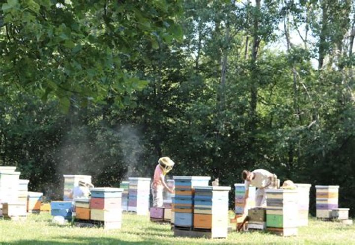 When did bee Keeping start?