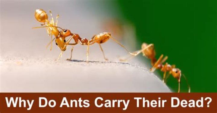 Why do ants retrieve their dead?