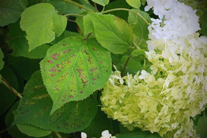 Why do my hydrangeas look sick?